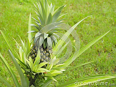 Pineapple Stock Photo