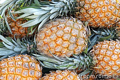 Pineapples Stock Photo