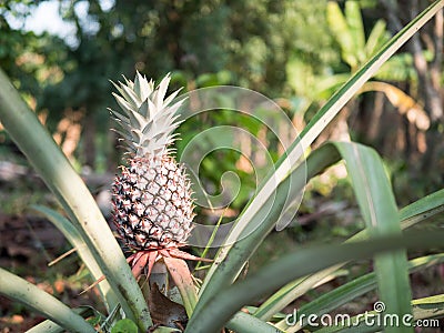 The pineapples on the clump have pink eyes. Pineapple tree tropical fruit growing in garden, Pineapple plant field Stock Photo