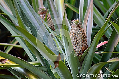 Pineapples in pinaple plantations. Stock Photo