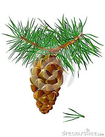 Pinecone Vector Illustration