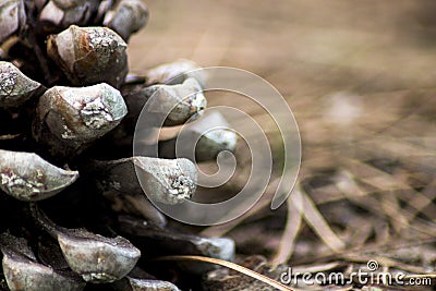 Pinecone Stock Photo