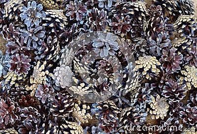 Pinecone nature stones pine woody coniferous forest pattern ingredient dry abstract texture red closeup seed food black fruit spic Stock Photo