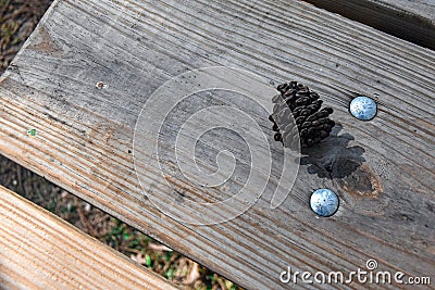 Pinecone on a Picnic Table Stock Photo