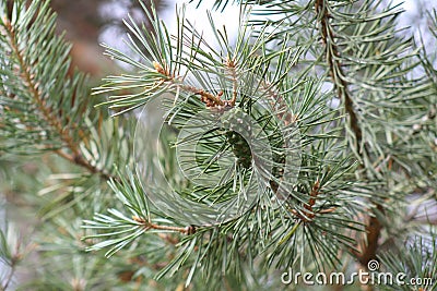 Pinecone pine, green Stock Photo