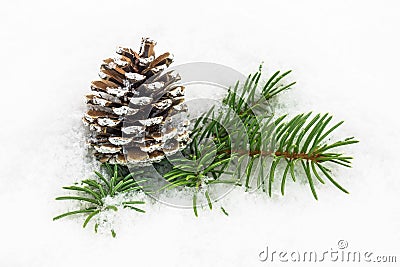 Pinecone In The Snow Stock Photo