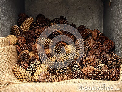 Pinecones Stock Photo