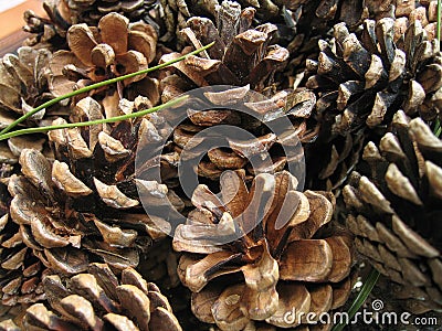 Pinecones Stock Photo