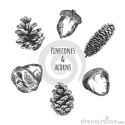 Pinecones and acorns forest fruits Vector Illustration