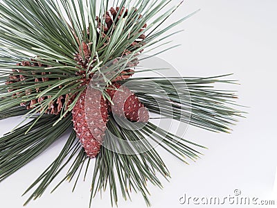 Pinecones Stock Photo