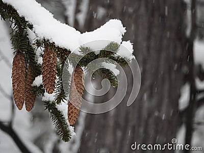 Pinecones hanging from a snow covered branch Stock Photo