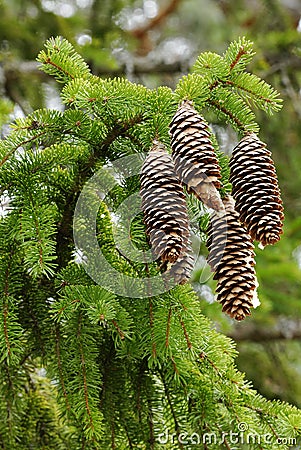 Pinecones of Norway Spruce Stock Photo