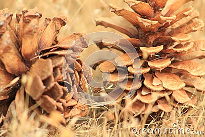 Pinecones Stock Photo