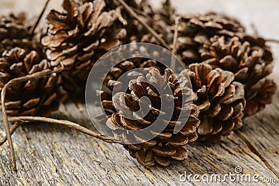 Pinecones Stock Photo