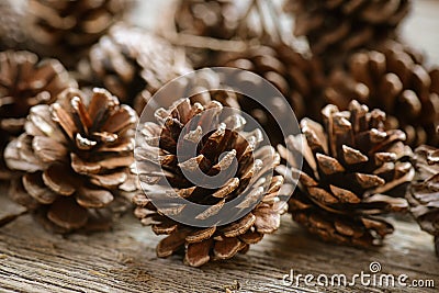 Pinecones Stock Photo