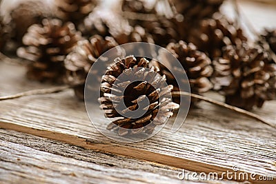 Pinecones Stock Photo