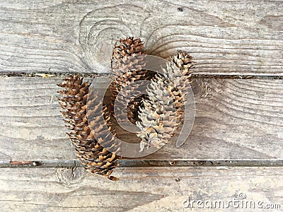 Pinecones Stock Photo