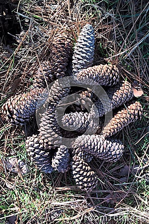 Pinecones Stock Photo