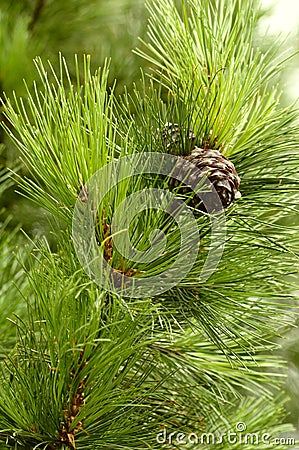 Pinecones #verctical Stock Photo