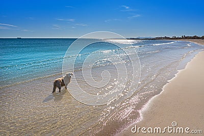 Pinedo dogs beach in Valencia at Mediterranean Stock Photo