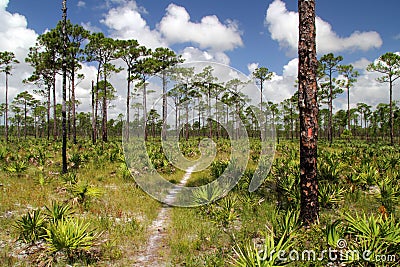 Pinelands in Jonathan Dickinson State Park Stock Photo