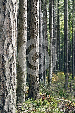 Pines Stock Photo