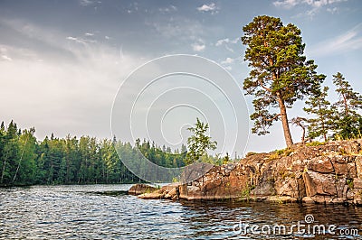 Pines on the coast of lake. Stock Photo