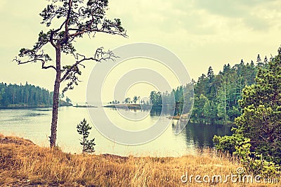 Pines on the coast of lake. Stock Photo