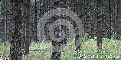 Pines forest Stock Photo