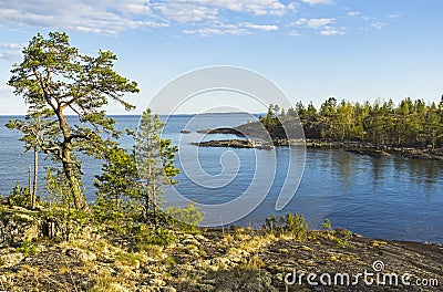 Pines on the granite slope on the shore of Ladoga Lake, Karelia, Russia. Stock Photo