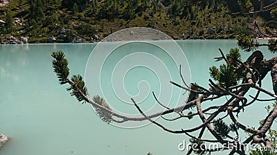 Pines by Lake Sorapis, Dolomites, Italy Stock Photo