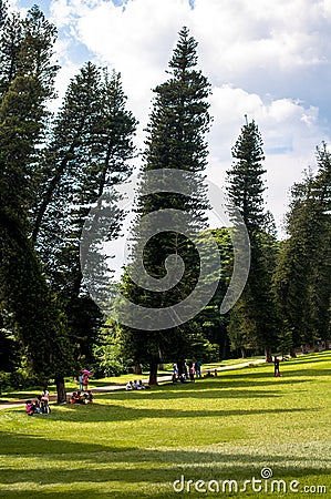Pines in Royal Botanic Gardens. Kandy, Sri Lanka Editorial Stock Photo