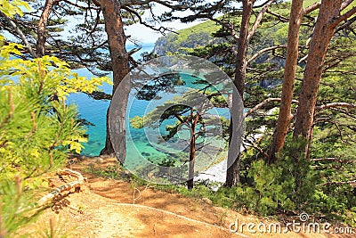 Pines on the sea coast, Primorsky krai, Russia Stock Photo