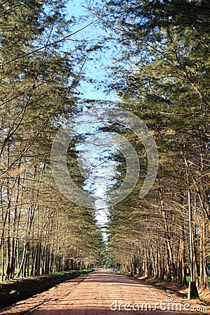 Pines tree at Bangka Botanical Garden Editorial Stock Photo