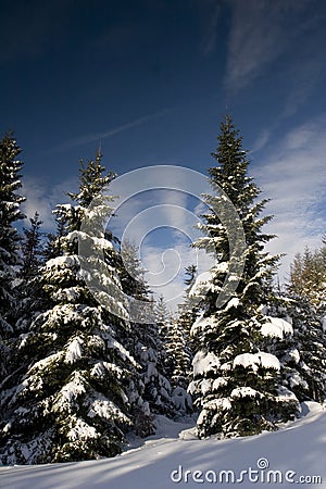 Pines under the snow Stock Photo