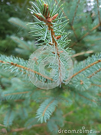 Pinetree/Christmas tree Stock Photo