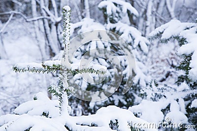 Pinetree with snow close up Stock Photo