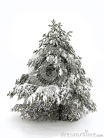 Pinetree in Winter Snow Stock Photo