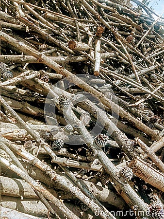 Pinewood deforest Stock Photo