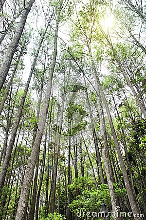 Pinewood forest daylight Stock Photo