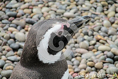 Pinguin head Stock Photo