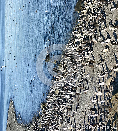 Pinguins of Magellan in Chile Stock Photo