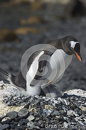 PingÃ¼inos Papua en la Peninsula Antartica Stock Photo