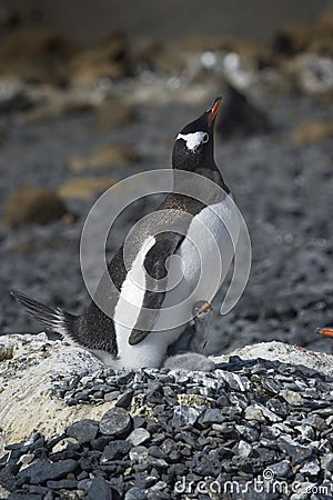 PingÃ¼inos Papua en la Peninsula Antartica Stock Photo