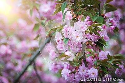 Pink abloom cherry (sakura) blossom Stock Photo