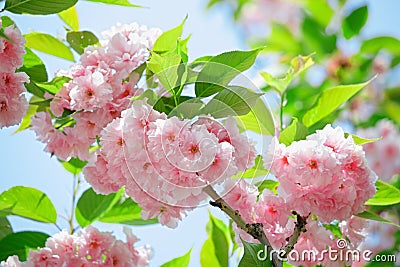 Pink abloom japanese cherry (sakura) blossom Stock Photo