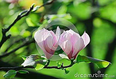 Pink abloom pair of magnolia flower Stock Photo