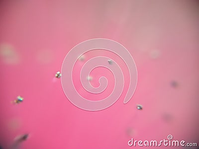Pink abstract nature Macroscopic capture Stock Photo