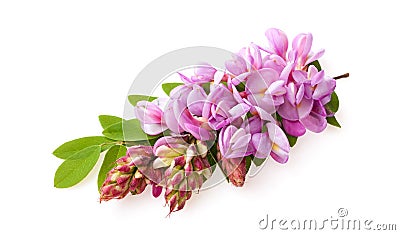 Pink acacia blossomed isolated on white Stock Photo