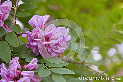 Pink acacia flower closeup Robinia pseudoacacia. Stock Photo